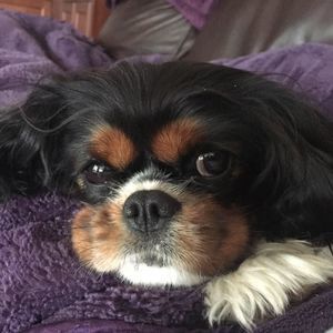 Meet your Posher, Audrey